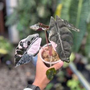 Alocasia chantrieri pink variegated - Etsy 日本