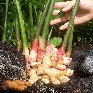 Germinate Fresh Sprouted Ginger live rhizomes Planting Ready zingier plant Root