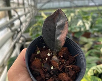 在庫なし。黒いザミオクルカス　斑入り 園芸ネット本店｜ザミオクルカス：ザミーフォリア（斑入り） 4号24-01