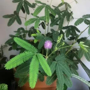 Mimosa pudica, Semillas sensibles, No me toques, Semillas vivas de inicio