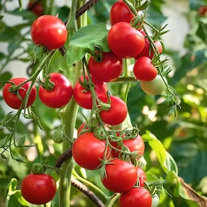 TOMATE Rote Johannisbeere 10 Samen HEIRLOOM Gemüsegarten pflanzen SUMMER gewachsen
