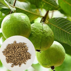 Guava Seeds for Planting, Psidium guajava high quality seeds for gardening