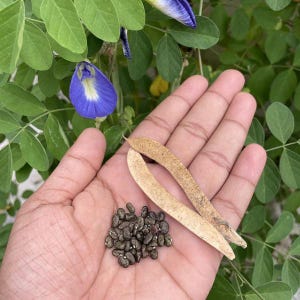 Blauwe vlinder erwt Ternatea Clitoria bloem plantenzaden 50+ 100% biologisch nul katarolu Ceylon