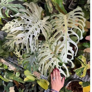 Monstera devil monster - Etsy 日本