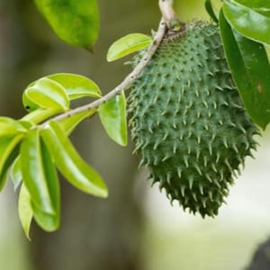 500+ Soursop Seeds for Planting Annona Muricata seeds for Home gardening Graviola fruit harvesting Live Plant