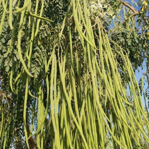 Moringa WINGLESS Seeds for Planting. Drumstick tree fresh seeds Rare Plants