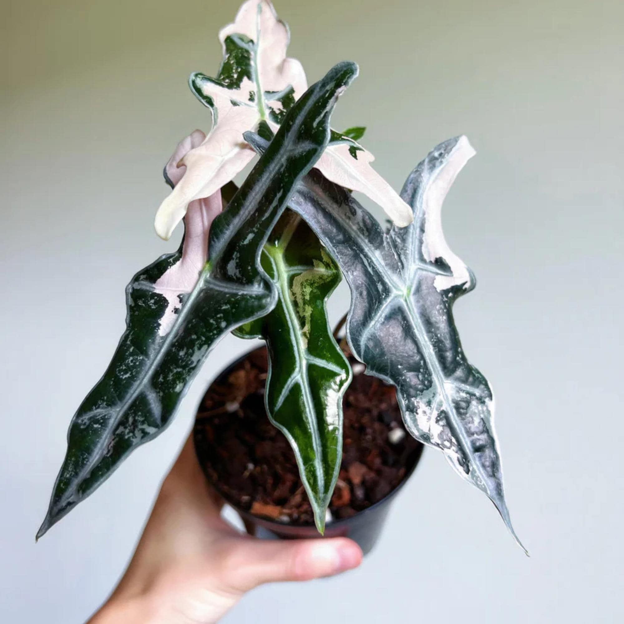 Alocasia nobilis pink variegated - Etsy 日本