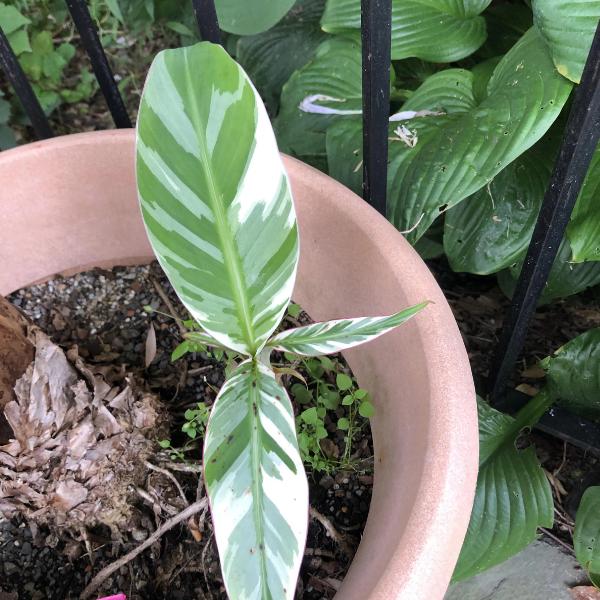 Musa florida variegated - Etsy 日本