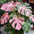 RARE Monstera Rose Variegated Rooted Cutting | Tricolor Pink Aroid Node Starter | Home Grown Live Propagation Plant product logo