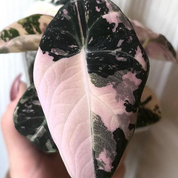 Alocasia Black Velvet Pink Albo│アロカシア 美斑】Alocasia Black