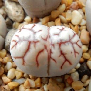 Może przedstawiać: Zbliżenie rośliny Lithops, znanej również jako żywy kamień. Sukulent ma jasnobeżowy kolor z czerwonymi wzorami przypominającymi żyły. Roślina otoczona jest małymi, kolorowymi kamykami, tworząc naturalne otoczenie.