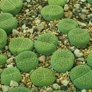 May include: A close-up of a tray filled with small, green succulent plants. The plants have a rounded, split shape and are set in a bed of small pebbles and sand. The succulents are a vibrant green colour.