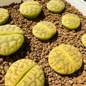 15 Lithops ‘VERTIGO’ Seeds – Gracilidelineata ssp. Brandbergensis C383A – Rare Collector Cultivar – 5.25 Euros