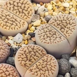 Lithops Hookeri v. Susannae 'WHITE SUSAN' – Sällsynt vit levande sten – Samlar-Lithops – 1 planta – Bar rot