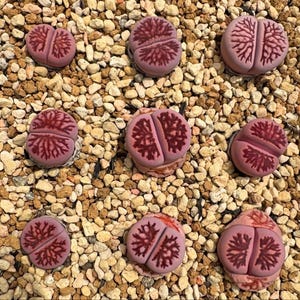 Puede incluir: Una colección de nueve suculentas Lithops, también conocidas como piedras vivas, con cuerpos carnosos y redondeados en tonos rosa polvoriento y malva, con intrincados patrones de venas ramificadas de color rojo oscuro en sus cimas planas y divididas.