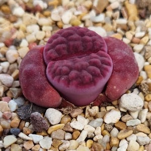 May include: A close-up shot of a burgundy succulent plant, with a textured surface, set amongst small pebbles. The plant's shape is reminiscent of a brain or lips. The rich burgundy colour contrasts with the neutral tones of the pebbles.