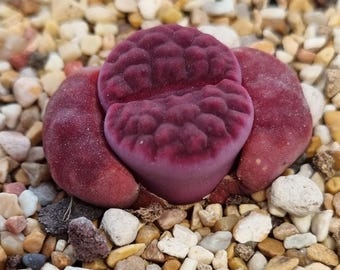 15 semi di Lithops Karasmontana cv AXEL.S ROSE – Succulenta rara dalle pietre viventi viola – Mesembs esotici