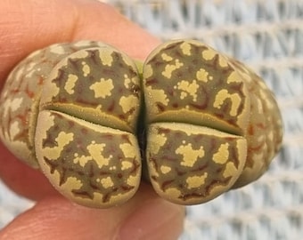 Lithops Dorotheae “De Boer” – Zeldzame levende steen met 2 koppen – Unieke patronen – Plant met blote wortels – Beperkte voorraad