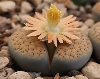 Lithops Verruculosa C120 Samen – 20 Premium-Samen | Seltene gesprenkelte Lebende Steine | Blühende Sukkulente
