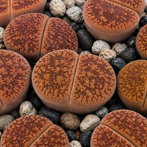 Puede incluir: Una colección de plantas suculentas conocidas como Lithops, con cuerpos redondeados similares a guijarros, una base lisa de color tostado y una superficie superior texturizada de color marrón rojizo con una fisura central, entre gravilla.