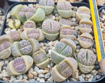 Seltener Lithops NAUREENIAE - 3 Jahre alt - Schwer zu findendes Sammlerstück - Lebender Stein - C304