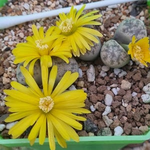 Puede incluir: Primer plano de un recipiente de plástico verde lleno de pequeñas rocas y varias plantas de Lithops. Los Lithops tienen cuerpos de color gris verdoso y están cubiertos con flores amarillas brillantes en forma de margarita. Un hisopo de algodón blanco descansa sobre las rocas.
