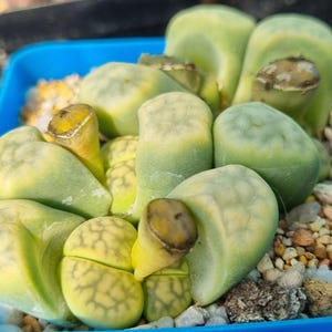30 ZADEN - Lithops Karasmontana "AVOCADO CREAM" - C370A