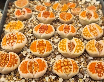 Rare Lithops Karasmontana bright orange-red patterns - Living Stones | 1-2 Heads