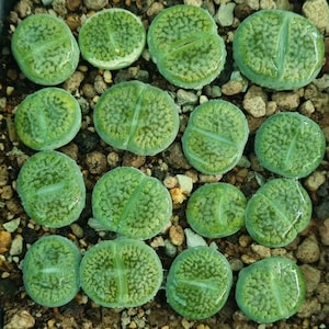 May include: A close-up of several green Lithops plants, or living stones, in a bed of small pebbles. The succulent plants have a split, rounded shape with textured surfaces and varying shades of green.