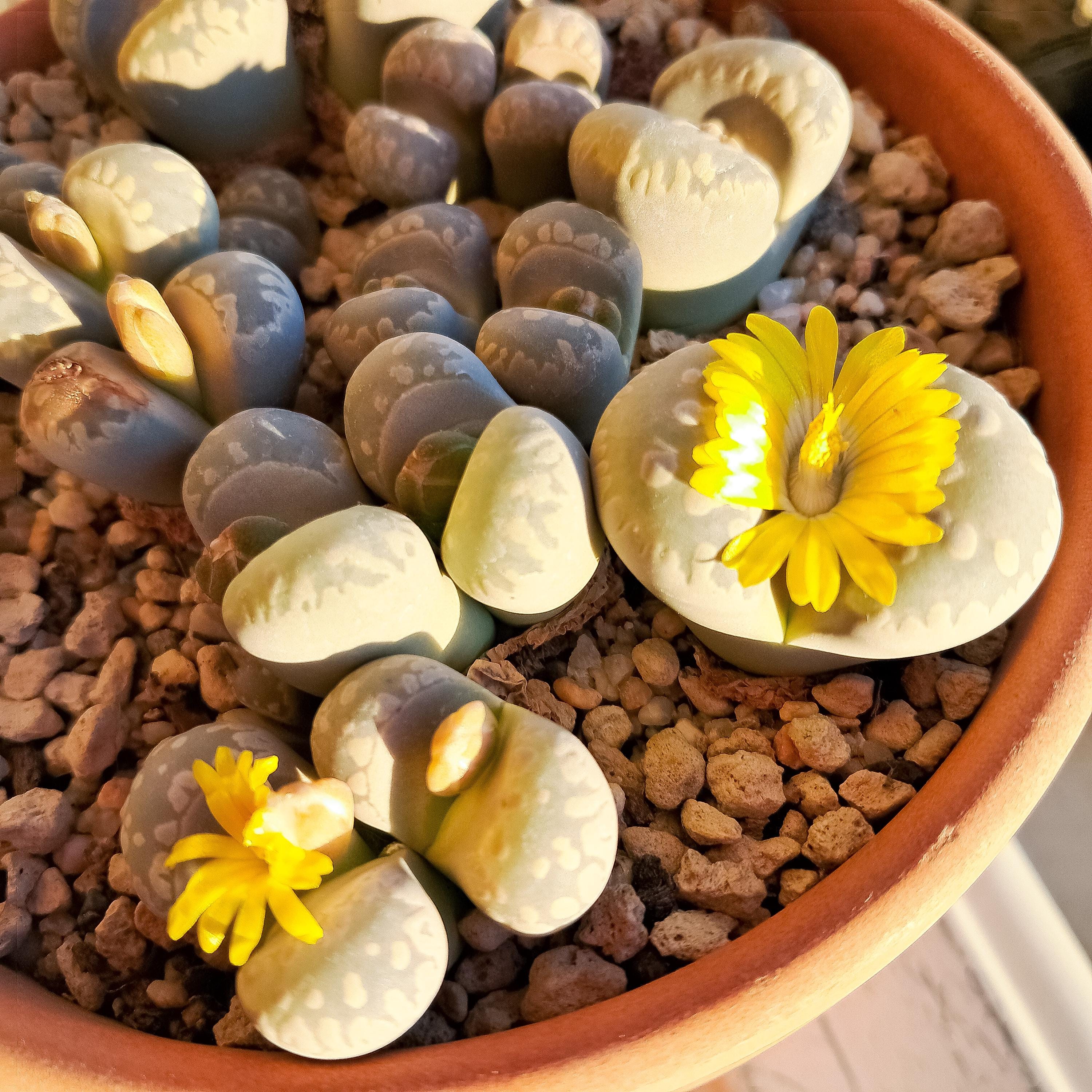 Lithops otzeniana - Etsy 日本