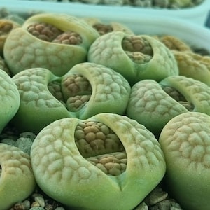May include: Close-up of a collection of Lithops plants, also known as living stones, in a white container. The succulent plants have a light green and tan colour with a textured surface and a split in the middle. The plants are surrounded by small pebbles.