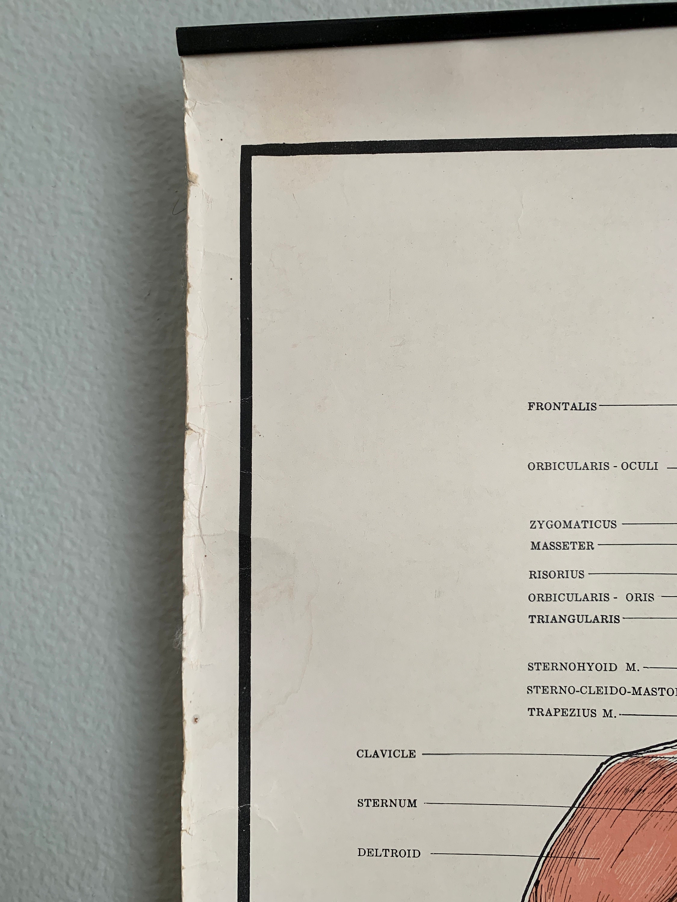 Vintage Human Anatomy Wall Chart, Muscle System Science Poster 1957 ...