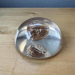 May include: A clear, oval-shaped paperweight encasing a walnut. The walnut is a light brown color and is suspended in the center of the paperweight. The paperweight is sitting on a wooden surface.