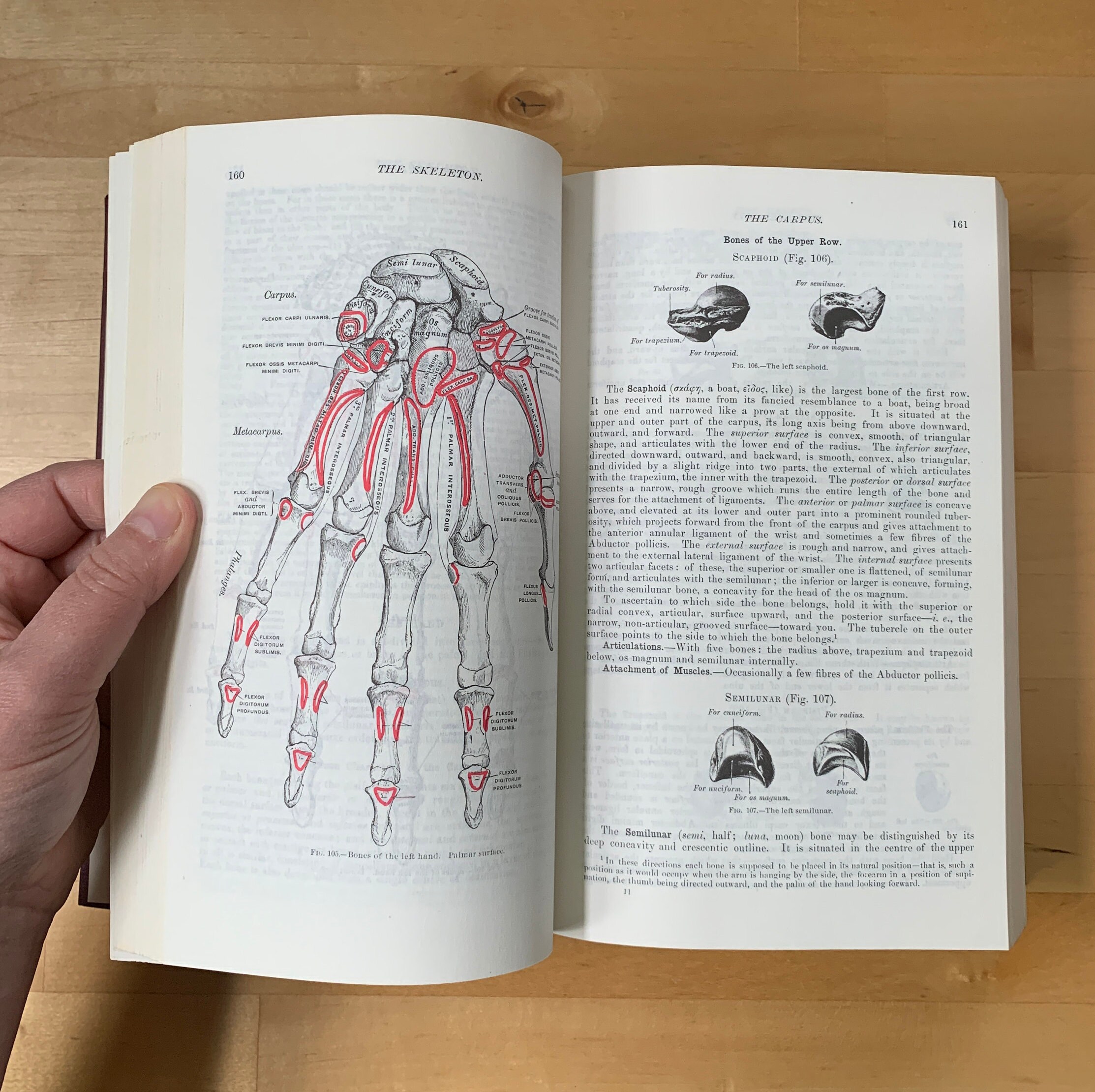 Gray's Anatomy Book 1974 hardcover Illustrated Running | Etsy