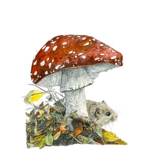 May include: Detailed illustration of a red and white spotted mushroom with a white stem, sheltering a small brown mouse. The mushroom is surrounded by fallen leaves and twigs, creating a woodland scene.