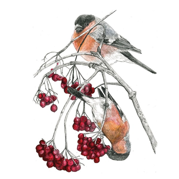 Impression - Bouvreuils et fruits rouges - Dessin au crayon