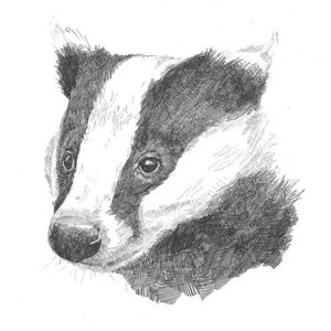 Print - Sleepy Badger - Pencil Drawing
