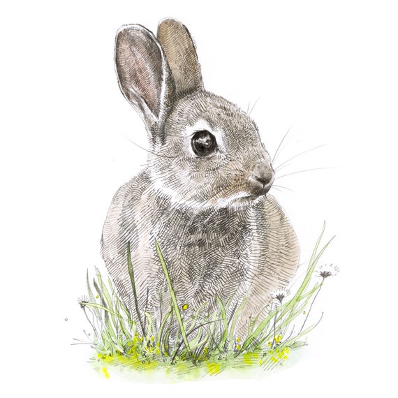 Two Colored Pencil Drawings Of Rabbits Background, Picture Of Bunny Rabbits  To Draw Background Image And Wallpaper for Free Download