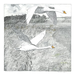Not-So-Mute Swans Limited Edition Art Print