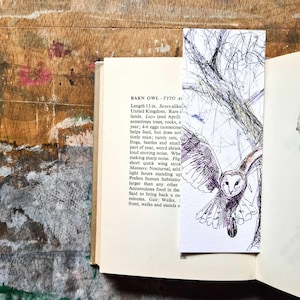 May include: A black and white illustration of a barn owl with a wingspan of 13 inches. The owl is flying with its wings spread wide. The illustration is on a white background with a text description of the barn owl's characteristics. The text includes information about the owl's size, habitat, diet, and behaviour. The text also includes the scientific name for the barn owl, Tyto alba.