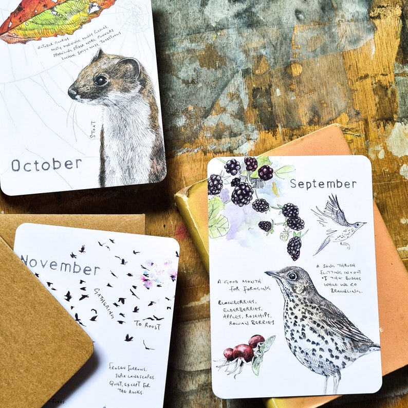 three of the postcards from the Wild Months Pack - September has song thrushes, brambles and rosehips, October has a stoat, November has rooks gathering to roost. Pencil, biro and watercolour drawings. Photographed on a wooden drawing board.
