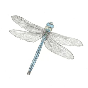 Print - The Emperor - Dragonfly Pencil Drawing