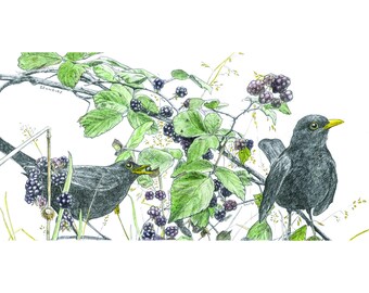 Blackbirds and Brambles - Limited Edition Art Print - autumn wall art, hedgerow, garden