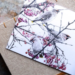 Carte vierge - Jaseurs - Carte oiseau de Noël ou d'hiver