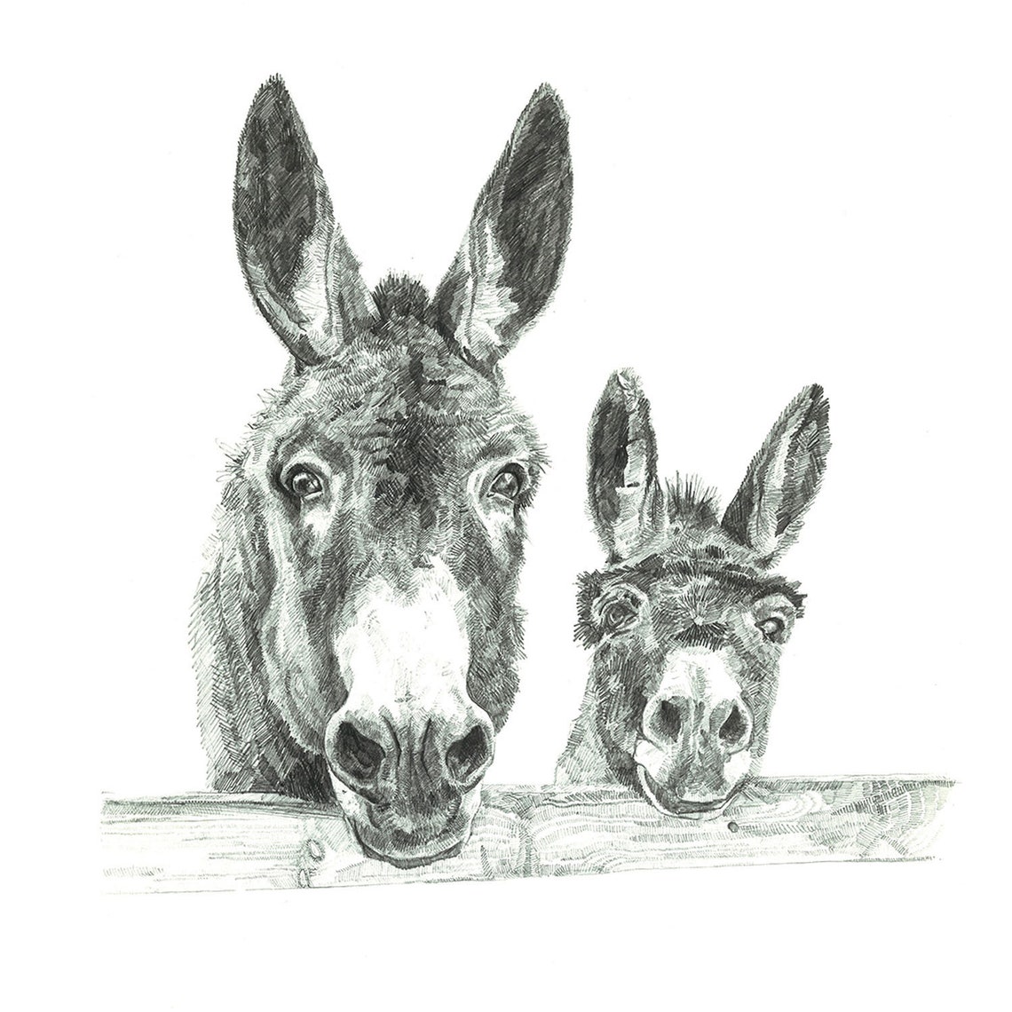 Print Two Donkeys Pencil Drawing | Etsy
