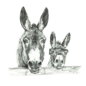 Print - Two Donkeys - Pencil Drawing