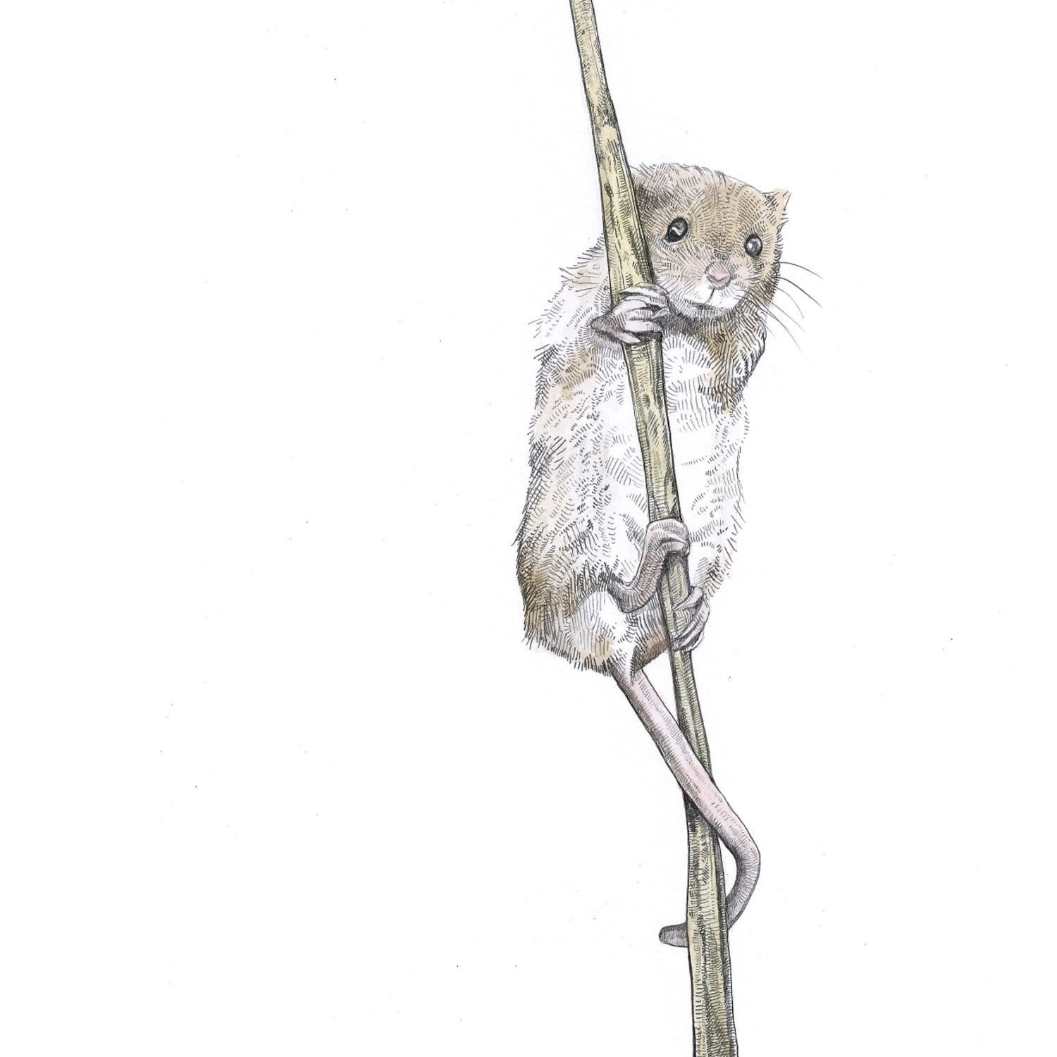 Tiny harvest mouse - Etsy 日本