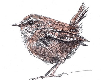 May include: A detailed pen and ink drawing of a brown wren perched on a branch. The bird is facing to the left and has a long, thin beak. The drawing is done in a realistic style and captures the bird's intricate details.