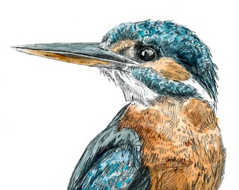 Print - Kingfisher - bird drawing