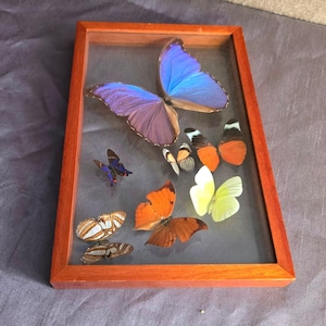 Puede incluir: Exhibición enmarcada de varias mariposas. Las mariposas están dispuestas dentro de un marco de madera con una parte frontal de vidrio. Las mariposas tienen una variedad de colores, incluyendo azul, naranja, amarillo y marrón. El marco es rectangular y tiene un color marrón rojizo cálido.